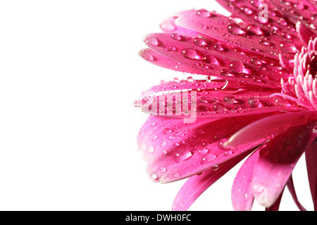 Rosa Gänseblümchen Blume mit Tau isoliert auf weißem Hintergrund Stockfoto