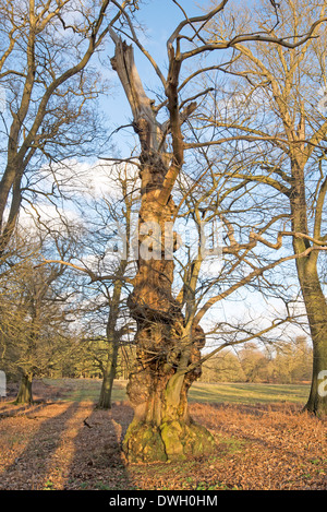 Alten knorrigen Baum Stockfoto
