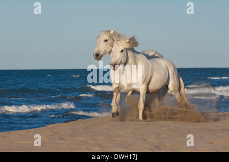 Camargue-Pferd Stockfoto