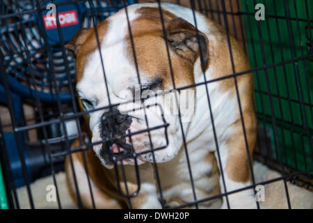 Foto ist auf der 2014 Crufts show in Birmingham UK Stockfoto