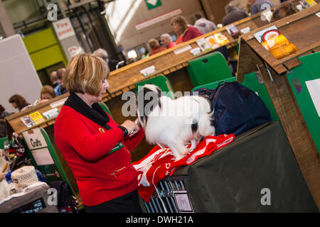 Foto ist auf der 2014 Crufts show in Birmingham UK Stockfoto