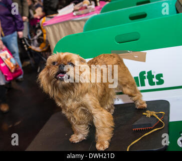 Foto ist auf der 2014 Crufts show in Birmingham UK Stockfoto