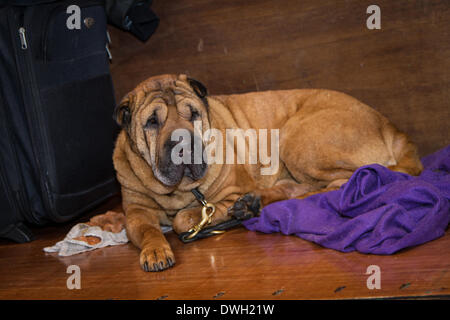 Foto ist auf der 2014 Crufts show in Birmingham UK Stockfoto