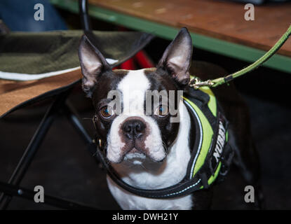 Foto ist auf der 2014 Crufts show in Birmingham UK Stockfoto