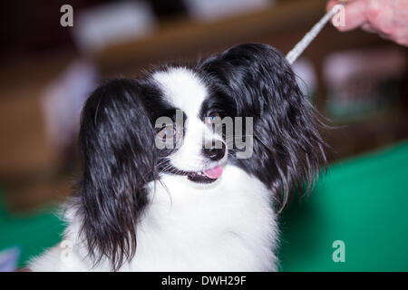 Foto ist auf der 2014 Crufts show in Birmingham UK Stockfoto