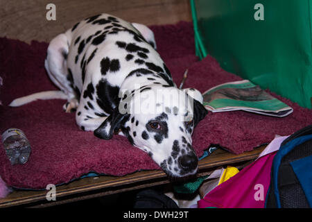 Foto ist auf der 2014 Crufts show in Birmingham UK Stockfoto