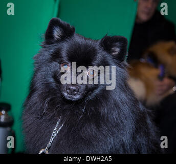 Foto ist auf der 2014 Crufts show in Birmingham UK Stockfoto