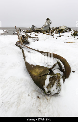 Bowhead Whale Balaena Mysticetus Karkasse Knochen Flor in Kaktovik, Alaska im Oktober. Stockfoto