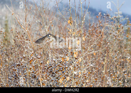 Grey Jay Perisoreus Canadensis im Flug auf Rastplatz entlang Dalton Highway, Alaska im Oktober. Stockfoto