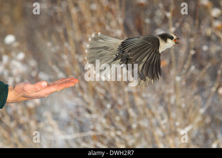 Grey Jay Perisoreus Canadensis Einnahme von Lebensmitteln entlang Dalton Highway in Alaska im Oktober. Stockfoto