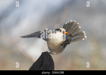 Grey Jay Perisoreus Canadensis unter Essen von Hand entlang Dalton Highway in Alaska im Oktober. Stockfoto