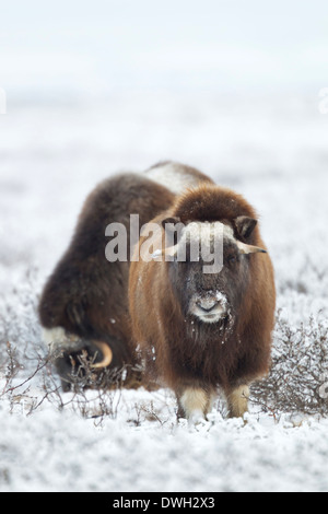 Moschusochsen Ovibus Moschatus Weiden auf Tundra in der Nähe von Prudhoe Bay, Alaska, im Oktober. Stockfoto