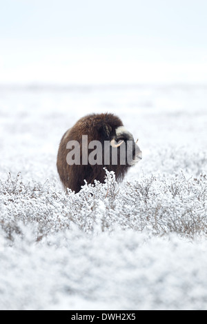 Moschusochsen Ovibus Moschatus Weiden auf Tundra in der Nähe von Prudhoe Bay, Alaska, im Oktober. Stockfoto