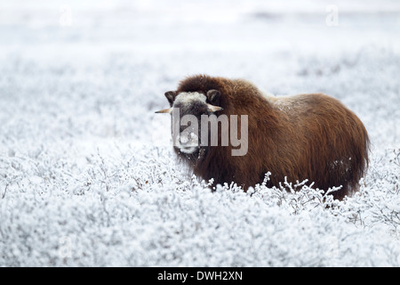 Moschusochsen Ovibus Moschatus Weiden auf Tundra in der Nähe von Prudhoe Bay, Alaska, im Oktober. Stockfoto