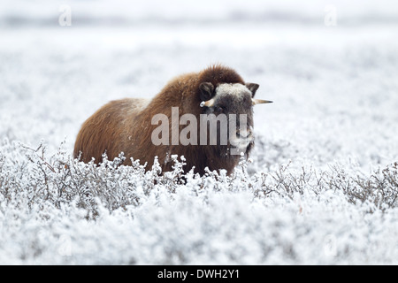 Moschusochsen Ovibus Moschatus Weiden auf Tundra in der Nähe von Prudhoe Bay, Alaska, im Oktober. Stockfoto