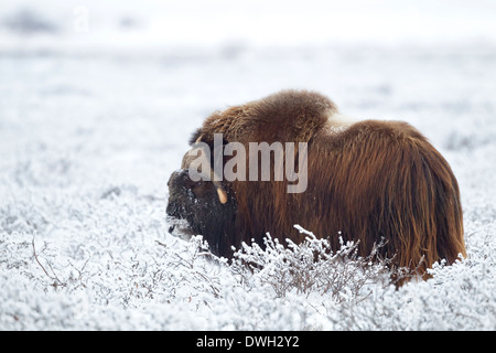 Moschusochsen Ovibus Moschatus Weiden auf Tundra in der Nähe von Prudhoe Bay, Alaska, im Oktober. Stockfoto