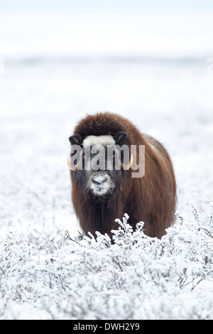 Moschusochsen Ovibus Moschatus Weiden auf Tundra in der Nähe von Prudhoe Bay, Alaska, im Oktober. Stockfoto