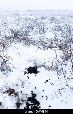 Moschusochsen Ovibus Moschatus Kot auf Tundra in der Nähe von Prudhoe Bay, Alaska, im Oktober. Stockfoto