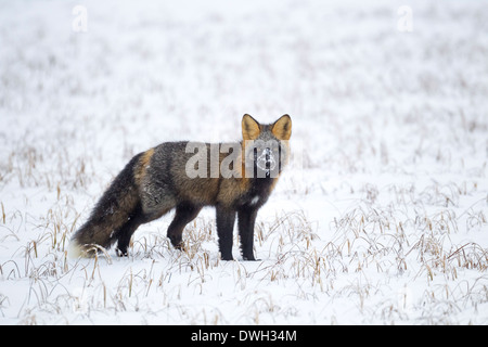 Rotes Kreuz Fuchs Vulpes Vulpes Jagd im Schnee in der Nähe von Prudhoe Bay entlang Dalton Highway in Alaska im Oktober. Stockfoto