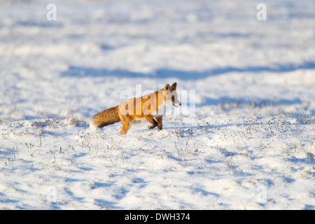 Red Fox Vulpes vulpes on Arctic tundra near Prudhoe Bay, Alaska in October. Stockfoto