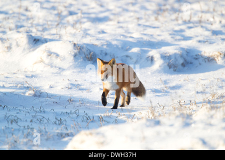 Red Fox Vulpes vulpes on Arctic tundra near Prudhoe Bay, Alaska in October. Stockfoto