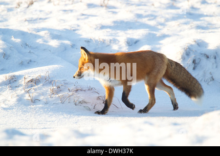 Red Fox Vulpes vulpes on Arctic tundra near Prudhoe Bay, Alaska in October. Stockfoto