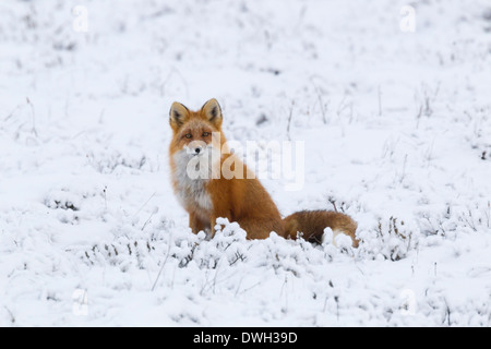 Red Fox Vulpes vulpes on Arctic tundra near Prudhoe Bay, Alaska in October. Stockfoto