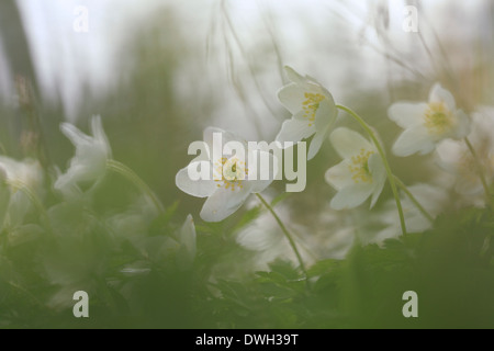 Buschwindröschen (Anemone Nemorosa) auf einer Wiese im Frühling blühen. Die Blüten werden durch Gräser fotografiert. Stockfoto