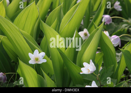 Buschwindröschen (Anemone Nemorosa) zwischen den Blättern der Maiglöckchen Blumen (Convallariaarten Majalis) im Frühling blühen. Stockfoto
