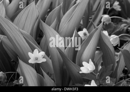 Buschwindröschen (Anemone Nemorosa) zwischen den Blättern der Maiglöckchen Blumen (Convallariaarten Majalis) im Frühling blühen. Stockfoto