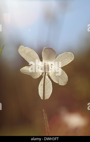 Buschwindröschen (Anemone Nemorosa) auf einer Wiese im Frühling blühen. Die Nachmittagssonne beleuchtet die Blütenblätter. Stockfoto
