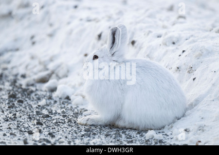 Schneeschuh-Hase Lepus Americanus Winter Morph am Straßenrand kurz, Dalton Highway, Alaska im Oktober vor. Stockfoto