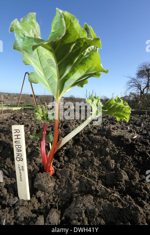 Kleinen Rhabarber Pflanze wächst auf einer Zuteilung Stockfoto