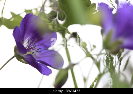 Geranium Sylvaticum (Holz Storchschnabel oder Wald Geranie) Blüten blühen im Sommer auf einer Wiese. Stockfoto