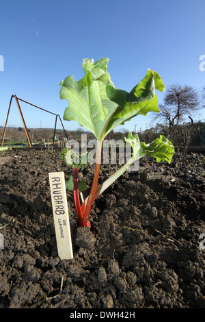 Kleinen Rhabarber Pflanze wächst auf einer Zuteilung Stockfoto