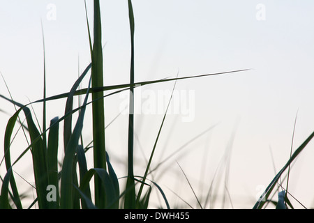 Grashalme im Abendlicht im Hochsommer. Stockfoto