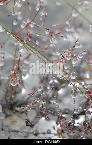 Tropfen Glitzern auf Grashalme nach einem Sommerregen. Stockfoto