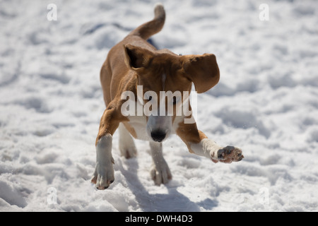 Eine braune und weiße 5 Monate alten Beagle Welpen spielen im Schnee. Stockfoto