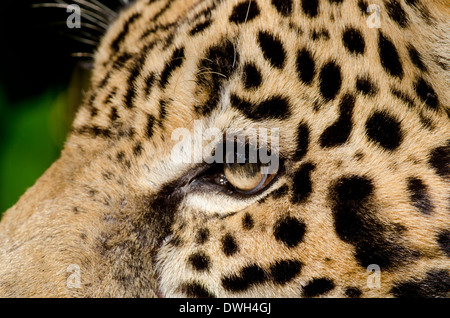 Belize, Bezirk von Belize City, Belize City, Belize City Zoo. Jaguar (Captive) im Dschungel Gehäuse. Nahaufnahme des Gesichts. Stockfoto