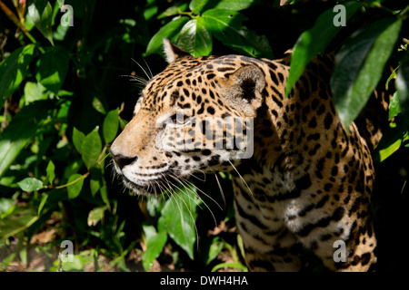 Belize, Bezirk von Belize City, Belize City, Belize City Zoo. Jaguar (Captive) im Dschungel Gehäuse. Stockfoto