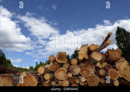 Gestapelte Holz warten auf Transport in Papierfabriken. Im Hintergrund sind Stromleitungen. Stockfoto