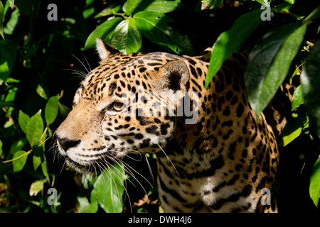 Belize, Bezirk von Belize City, Belize City, Belize City Zoo. Jaguar (Captive) im Dschungel Gehäuse. Stockfoto