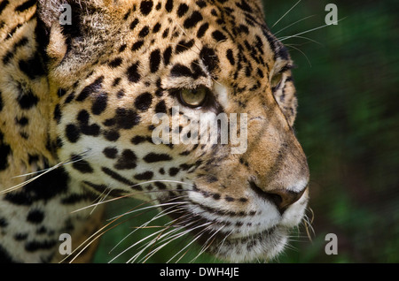 Belize, Bezirk von Belize City, Belize City, Belize City Zoo. Jaguar (Captive) im Dschungel Gehäuse. Stockfoto