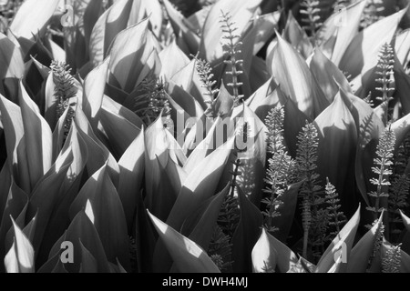 Schachtelhalm (Equisetum) wächst zwischen den Blättern der Maiglöckchen Pflanzen (Convallariaarten Majalis). Stockfoto