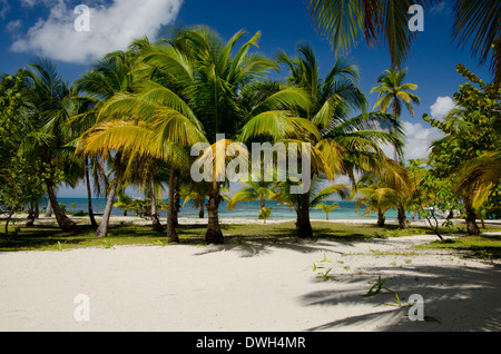 Belize, Stann Creek District. Süden Wasser Caye (UNESCO), 12 Hektar großen tropischen Insel in der Karibik. Stockfoto