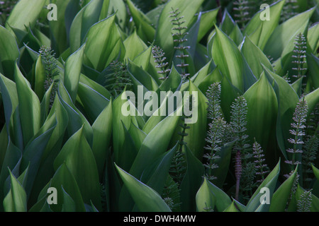 Schachtelhalm (Equisetum) wächst zwischen den Blättern der Maiglöckchen Pflanzen (Convallariaarten Majalis). Stockfoto