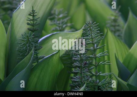 Schachtelhalm (Equisetum) wächst zwischen den Blättern der Maiglöckchen Pflanzen (Convallariaarten Majalis). Stockfoto