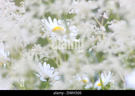 Oxeye Margeriten (Leucanthemum Vulgare) auf einer Wiese im Frühjahr blühen. Stockfoto