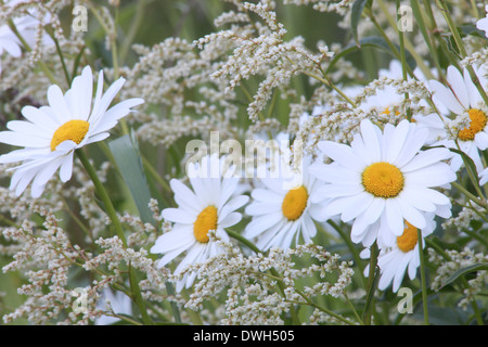 Oxeye Margeriten (Leucanthemum Vulgare) auf einer Wiese im Frühjahr blühen. Stockfoto