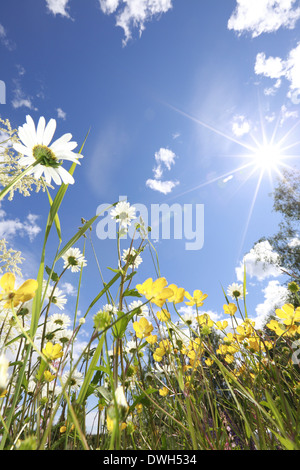 Blumen Hahnenfuß (Ranunculus) und Oxeye Margeriten (Leucanthemum Vulgare) auf einer Wiese im Frühjahr blühen. Stockfoto